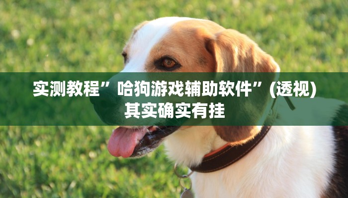 实测教程”哈狗游戏辅助软件”(透视)其实确实有挂